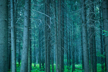 green forest background