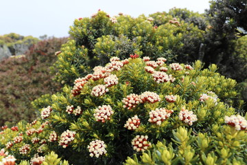 Obraz premium Blooming buds of Australian Bushfires