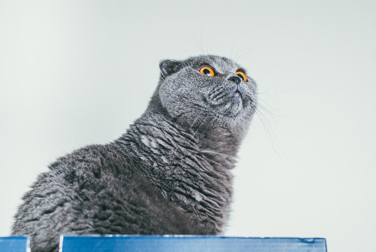 Grey Scottish fold cat sitting in blue shoe box and looks up. Cats are usually very curious and climb into boxes