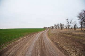 Fototapeta na wymiar Empty countryside road through fields with winter wheat