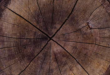 Texture of an old tree stump