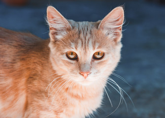 Beautiful wheat cat on the street