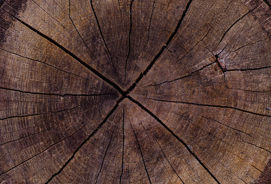 Texture of an old tree stump
