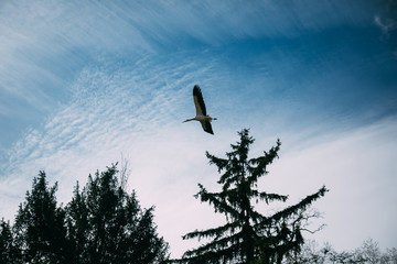Obraz premium stork flying sky over trees