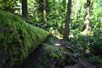 mossy tree in forest