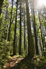 footpath in the forest