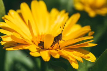 the grasshopper is sitting inside bright orange marigold flowers. Extreme closeup Selective focus macro shot with shallow DOF