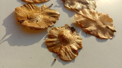 Indian elm nuts in the morning