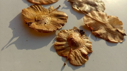 Indian elm on the bench