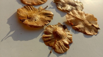 driy Indian elm on a wooden table