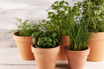 Homegrown and aromatic herbs in old clay pots. Set of culinary herbs. Green growing fres chives, oregano, dill, basil and parsley