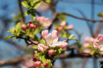Blooming Apple tree. Pink delicate flowers and buds. Apple flowers close-up on a blurry background with copy space, for prints, decor, Wallpaper, posters.