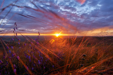 Feather grass and flowers in the steppe in the sunset. Zabaykalsky Krai. Russia.