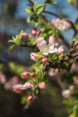 Fototapeta premium Blooming Apple tree. Pink delicate flowers and buds. Apple flowers close-up on a blurry background with copy space, for prints, decor, Wallpaper, posters.