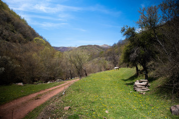Road through forests and meadows on the old mountain (stara planina) in serbia at early spring