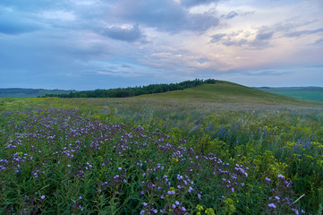 Obraz premium Fields of flowering grass under the evening sky. Zabaykalsky Krai. Russia.