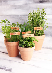 Homegrown and aromatic herbs in old clay pots. Set of culinary herbs. Green growing basil, parsley...