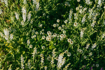 white Flowering clover Trifolium pratense. selective focus macro shot with shallow DOF