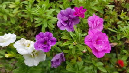 Fototapeta premium Pink and purple geranium flowers