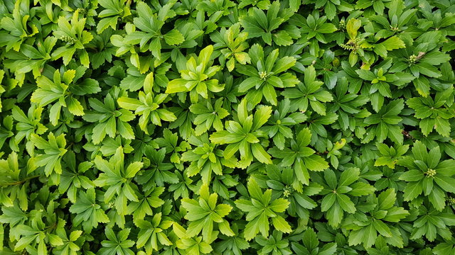 Pachysandra Green Carpet