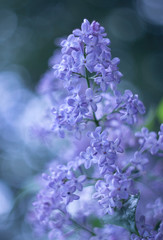 tender spring lilac blooms