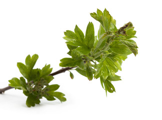 Branch with green leaves on a white background.