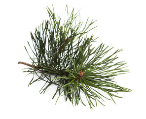 Naklejka na ściany i meble Pine branch with small cones isolated on white