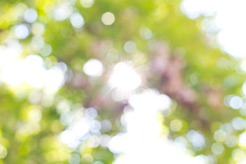 Fototapeta premium Green blurred background and sunlight.