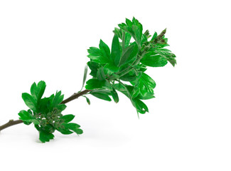 Leaves isolated on white background, green plants with buds.
