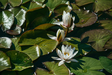 White water lily surrounded by beautiful broad leaves illuminated by the bright spring sun