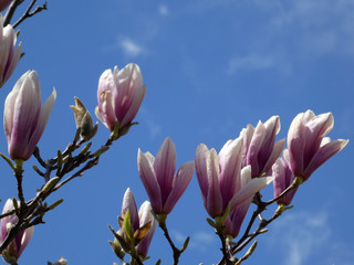 Pink flowers of blooming magnolia