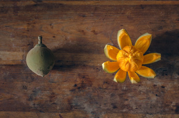 Fototapeta premium Zapotes fruta nativa