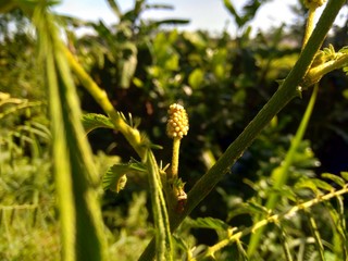 Mimosa pigra with natural background. Mimosa pigra, commonly known as the giant sensitive tree, (pigra = lazy, slow), is a species of the genus Mimosa, in the family Fabaceae.