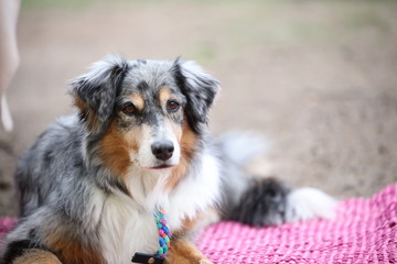 australian shepherd
