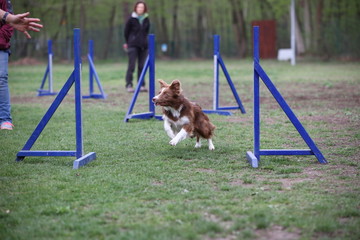 Roter Border Colli auf dem Hundeplatz beim Training
