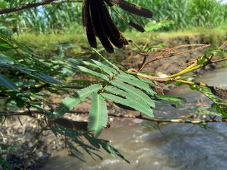 Mimosa pigra with natural background. Mimosa pigra, commonly known as the giant sensitive tree, (pigra = lazy, slow), is a species of the genus Mimosa, in the family Fabaceae.