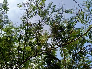 Mimosa pigra with natural background. Mimosa pigra, commonly known as the giant sensitive tree, (pigra = lazy, slow), is a species of the genus Mimosa, in the family Fabaceae.