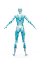 muscle woman standing up in white background rear view