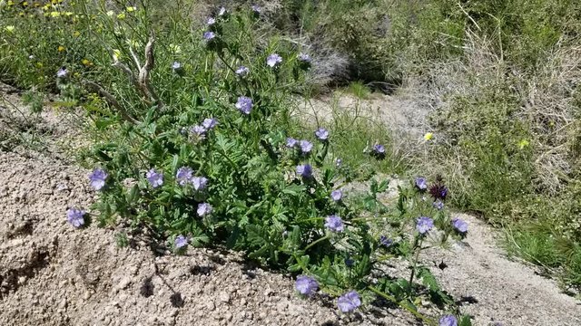 Blossoms in light blue shades top Distant Scorpionweed, Phacelia Distans, Boraginaceae, native annual on the edges of Twentynine Palms, Southern Mojave Desert, Springtime.