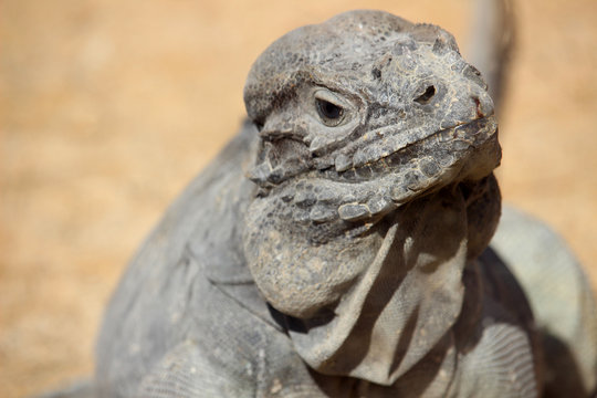 iguana cornuda o iguana rinoceronte (Cyclura cornuta)