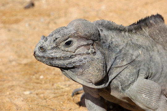 iguana cornuda o iguana rinoceronte (Cyclura cornuta)