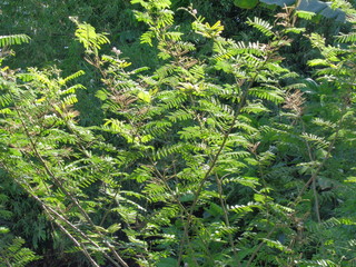 Mimosa pigra with natural background. Mimosa pigra, commonly known as the giant sensitive tree, (pigra = lazy, slow), is a species of the genus Mimosa, in the family Fabaceae.
