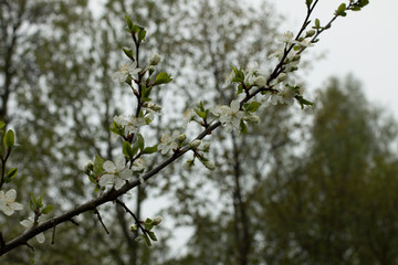 Leaves and buds of an apple tree. The beginning of flowering plants. Raindrops on the leaves and flowers of an apple tree.