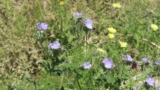 Blossoms in light blue shades top Distant Scorpionweed, Phacelia Distans, Boraginaceae, native annual on the edges of Twentynine Palms, Southern Mojave Desert, Springtime.
