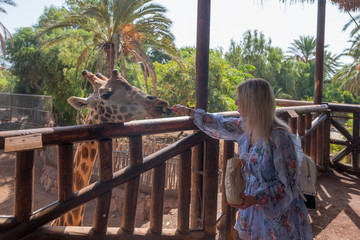 Young woman feeding a giraffe in oasis park in La Lajita, Fuerteventura, Canary islands, Spain....