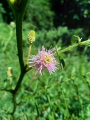 Mimosa pigra with natural background. Mimosa pigra, commonly known as the giant sensitive tree, (pigra = lazy, slow), is a species of the genus Mimosa, in the family Fabaceae.