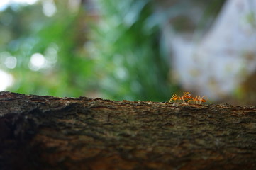 ant