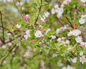 blooming apple tree