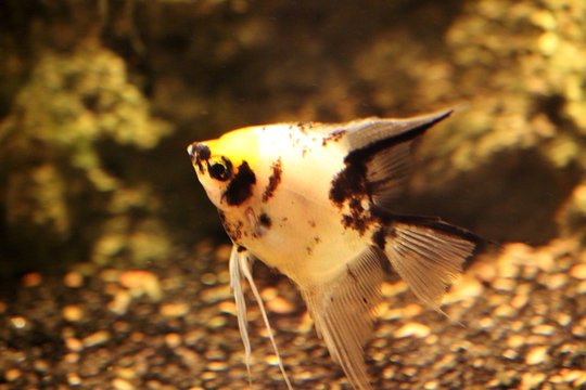 El escalar o pez &aacute;ngel (Pterophyllum scalare) blanco con manchas amarillas y negras