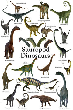 Sauropod Dinosaurs - This is a collection of herbivorous sauropod dinosaurs who have long necks and tails with small heads.